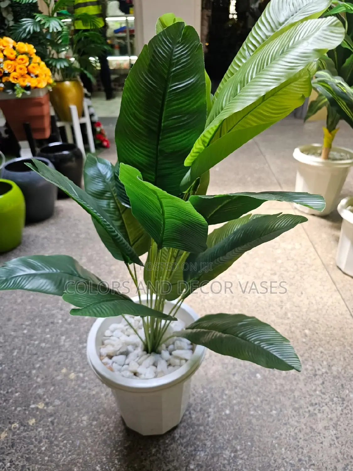 Small Banana Plant, Plastic Vase and Pebble Stones Offer
