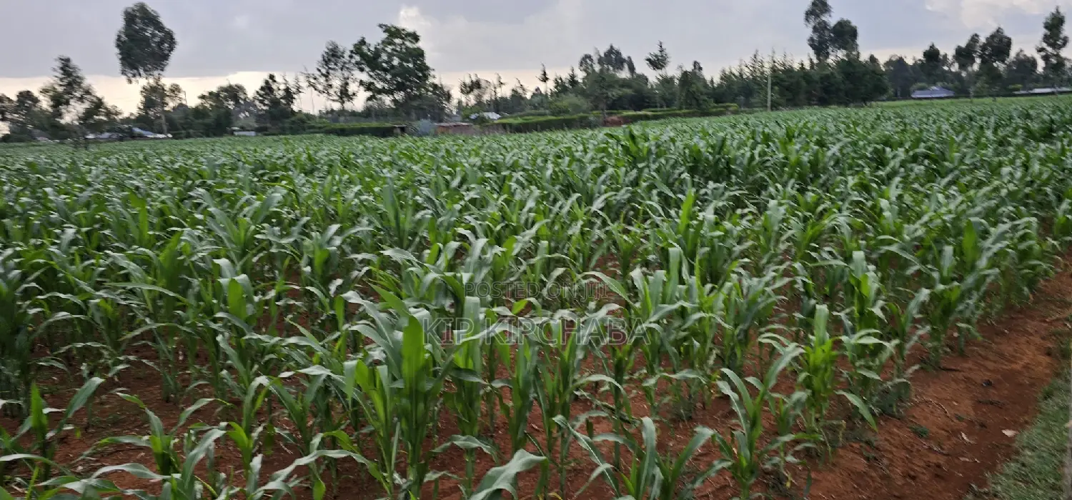 1 Acre For Sale In Sogomo Kapndani In Eldoret Kwa DL