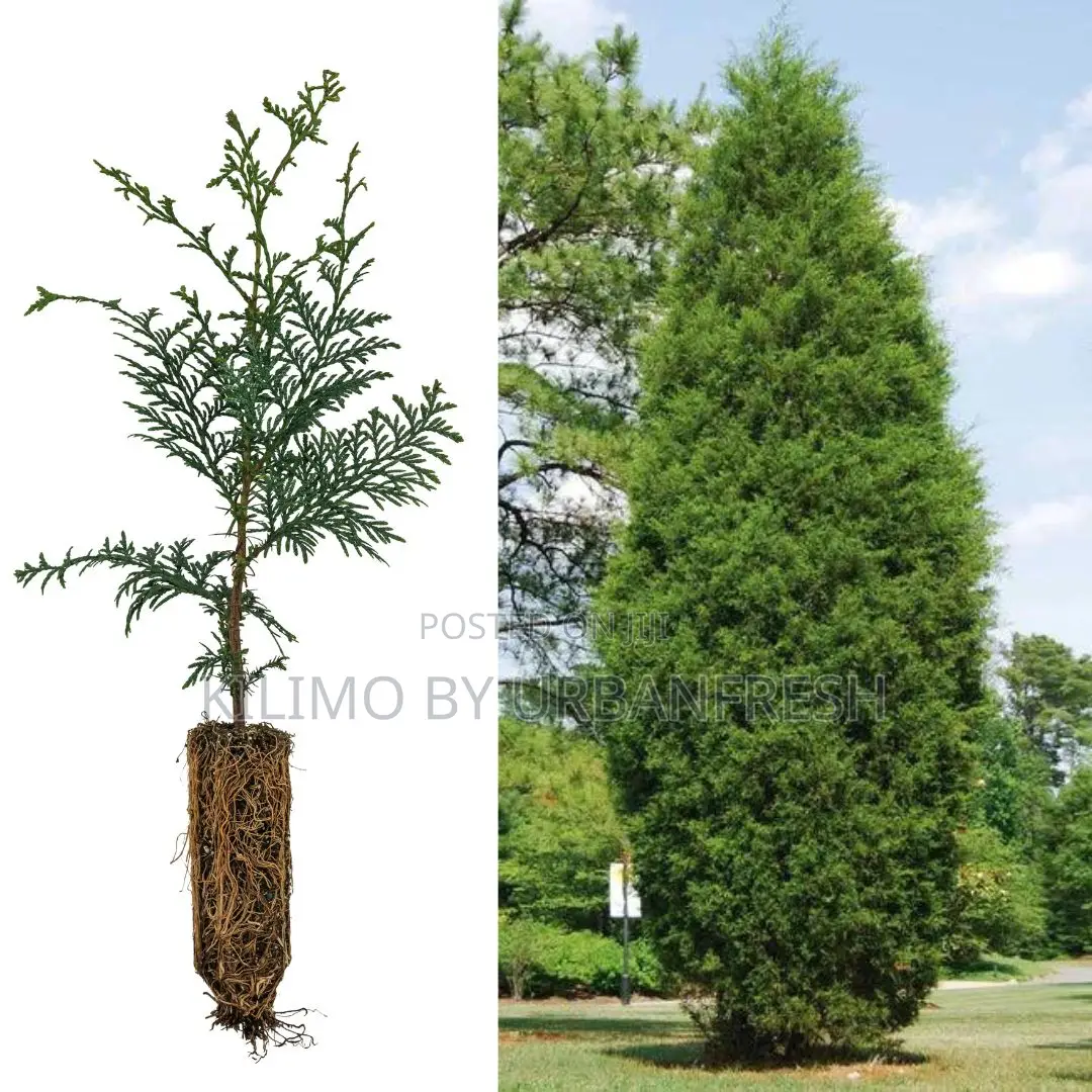 Red Cedar Tree Seedling Moq KSHS 3000
