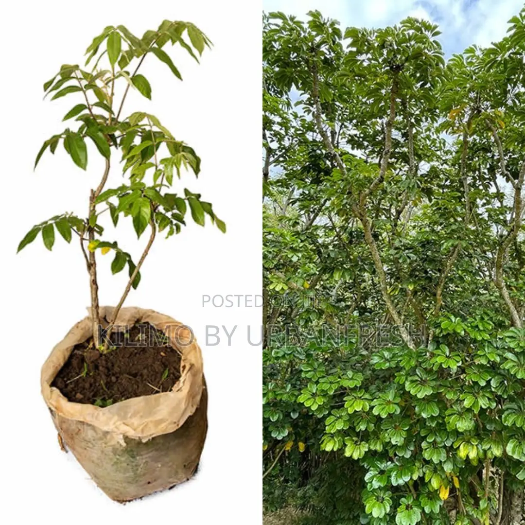 Umbrella Copus Tree Seedling Moq KSHS 3000