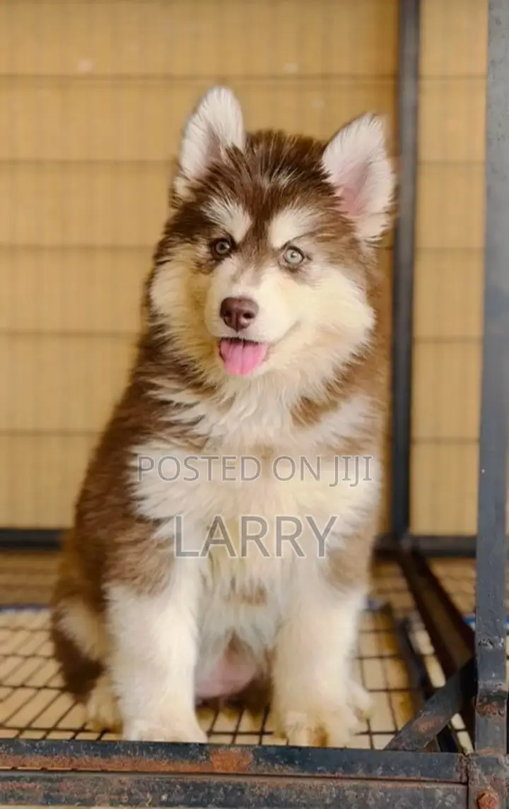 1-3 months Female Purebred Siberian Husky
