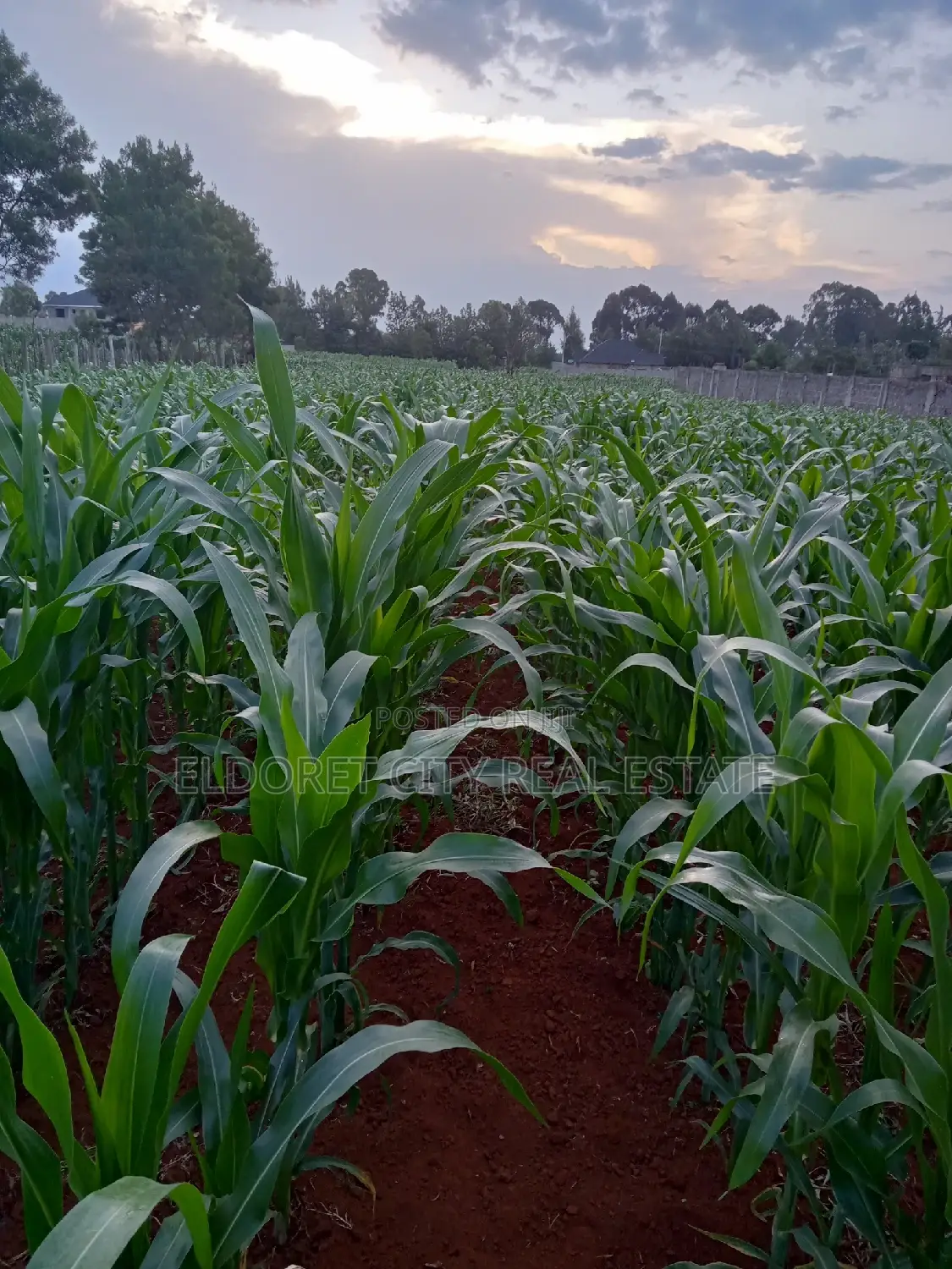 1/4 Plus 1/8 Plot Kiplombe With Title