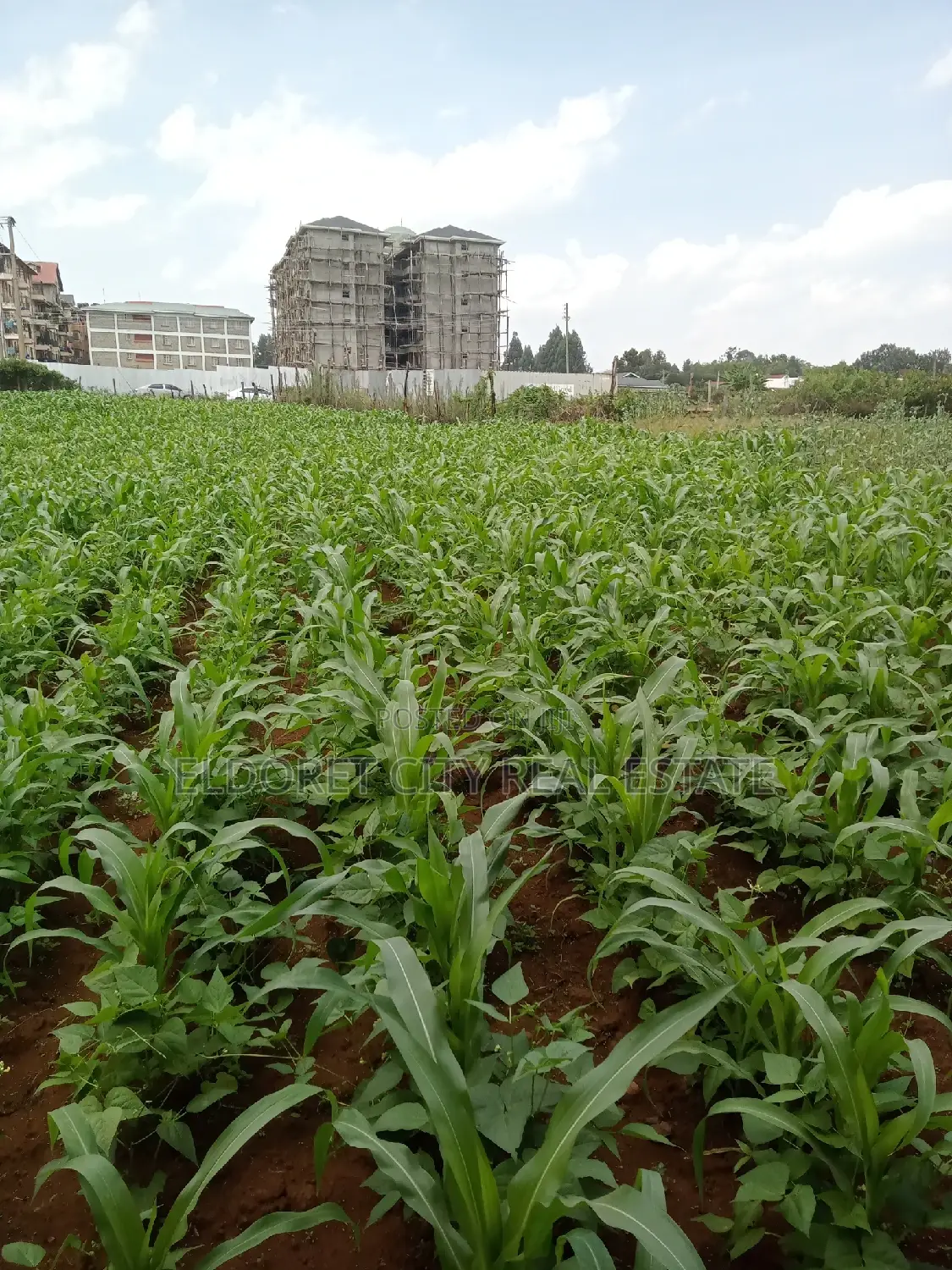 1/4 Plots National Towards Langas Ideal for Investment