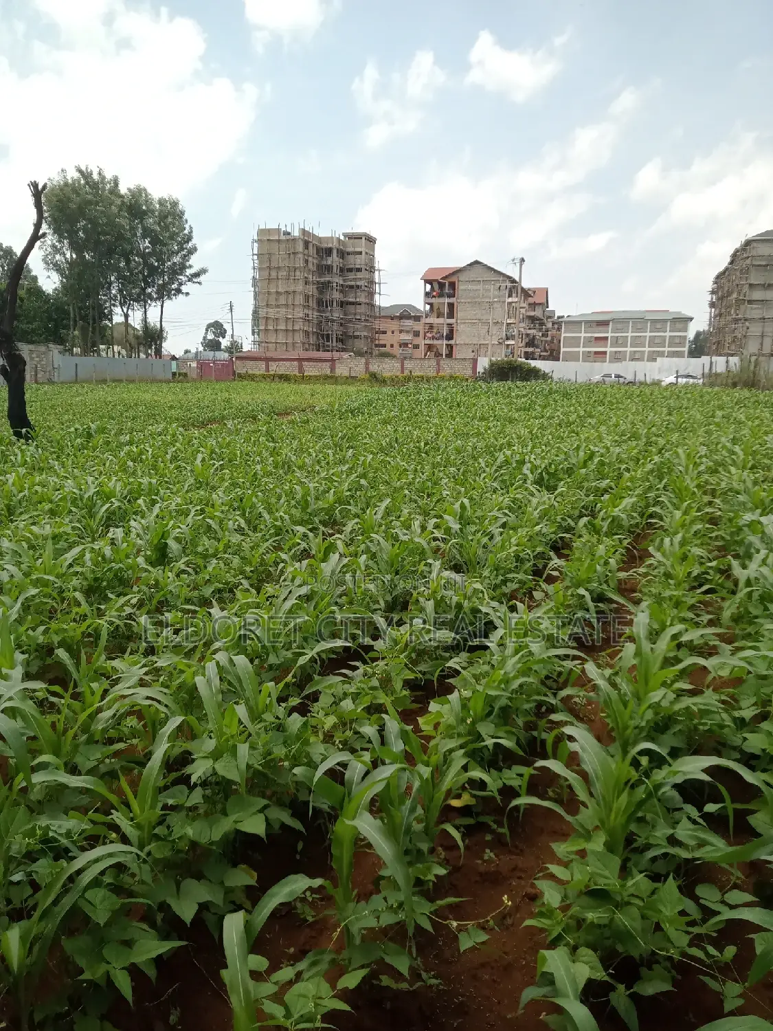 1/4 Plots National Towards Langas Ideal for Investment