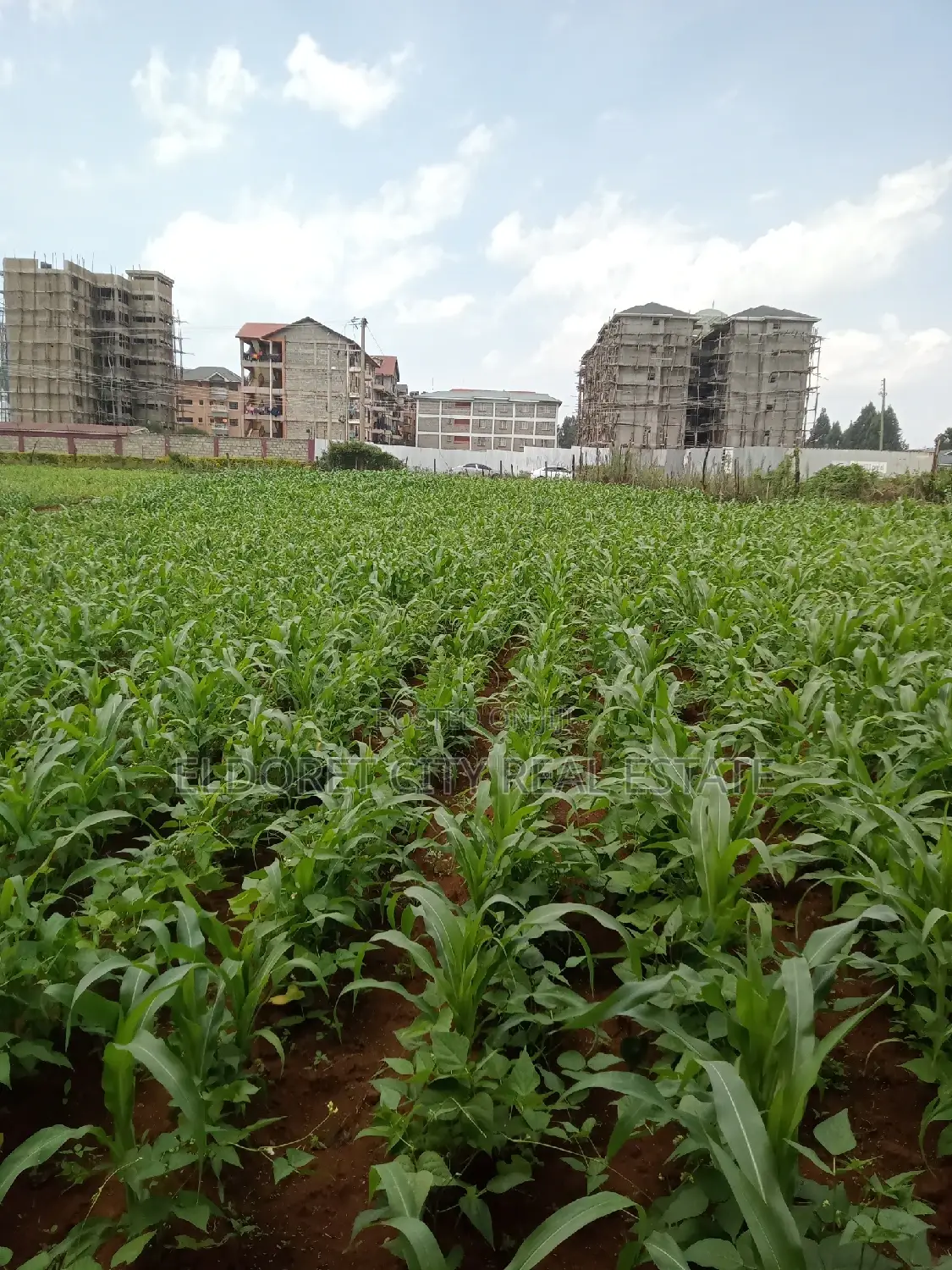 1/4 Plots National Towards Langas Ideal for Investment