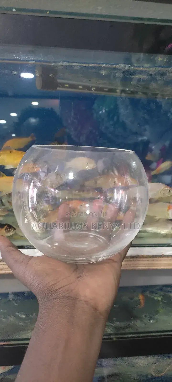 Double (2) Fish , Fish Bowl