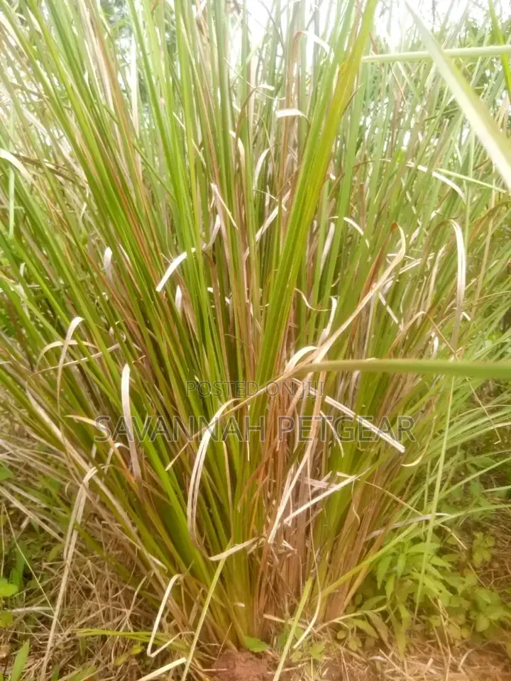 Vetiver Grass Splits For Sale
