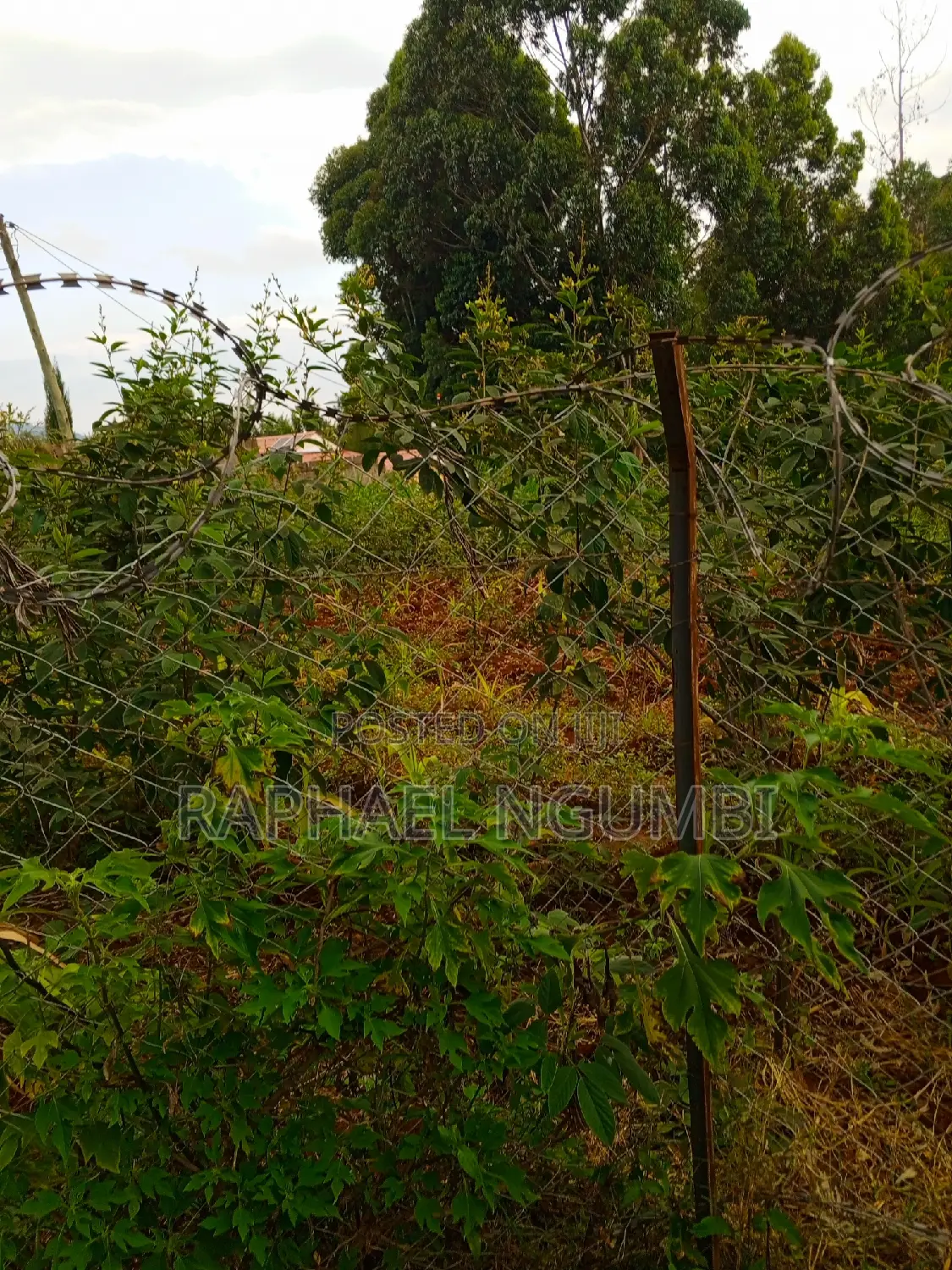 Two (2) 50*100 Plots at Mavivye Mumbuni
