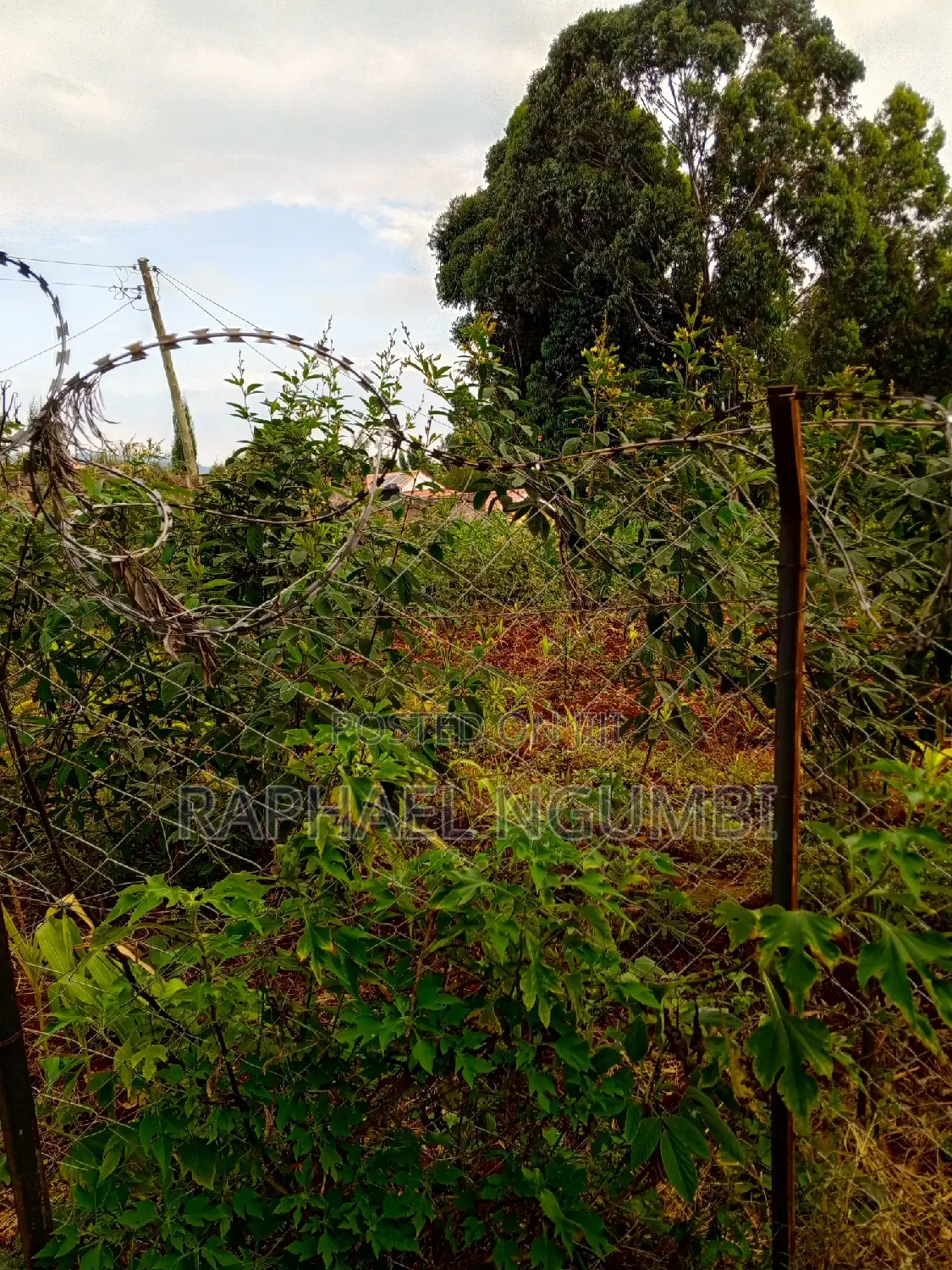 Two (2) 50*100 Plots at Mavivye Mumbuni