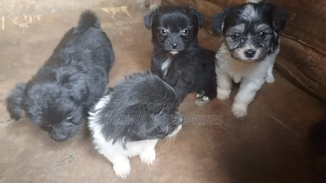1-3 months Female Purebred Havanese