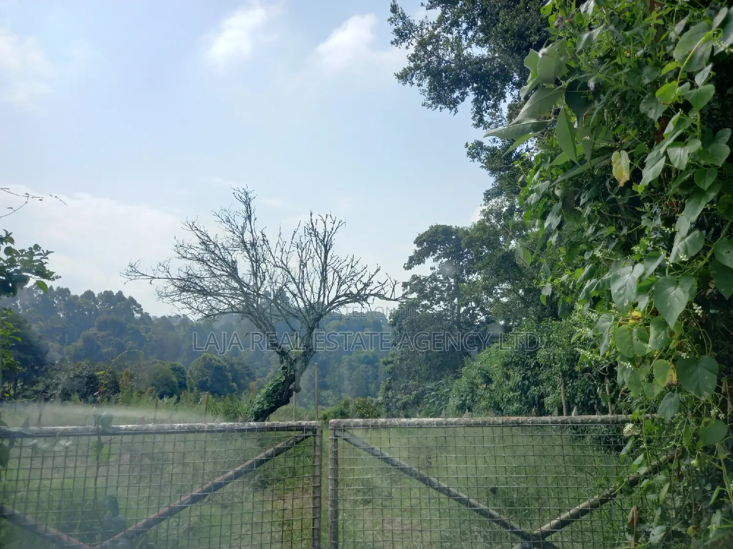Tigoni Land Sale