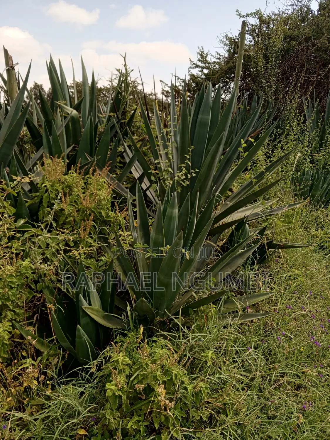 Mua Hills 3 Acres