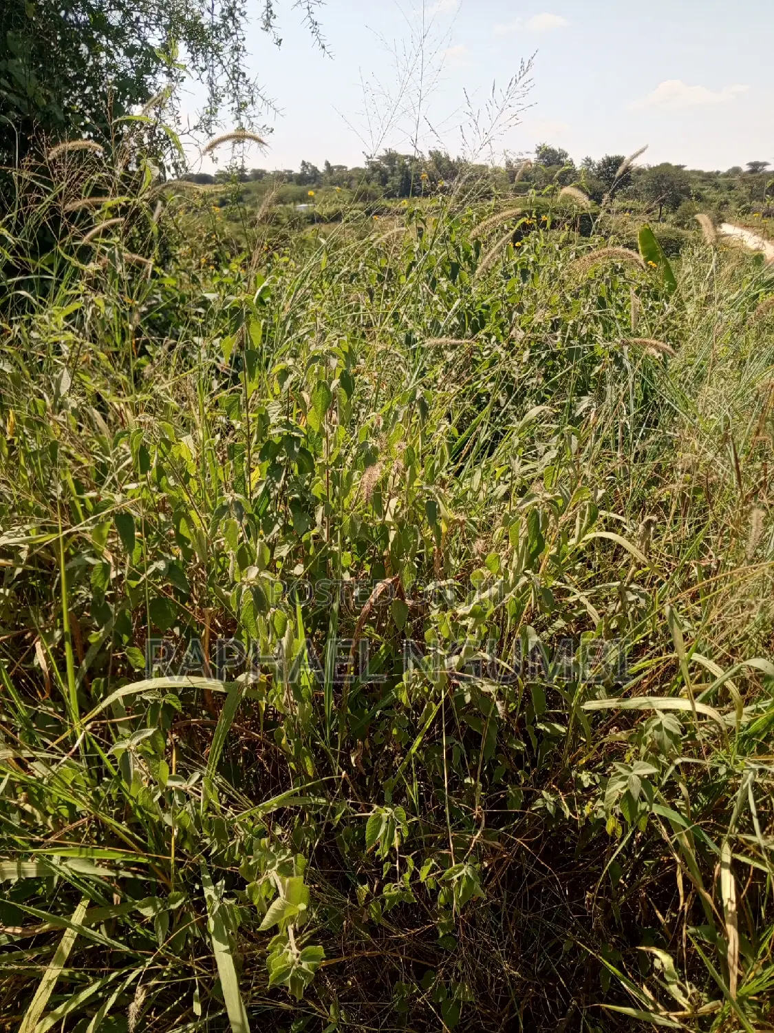 Mua Hills 3 Acres