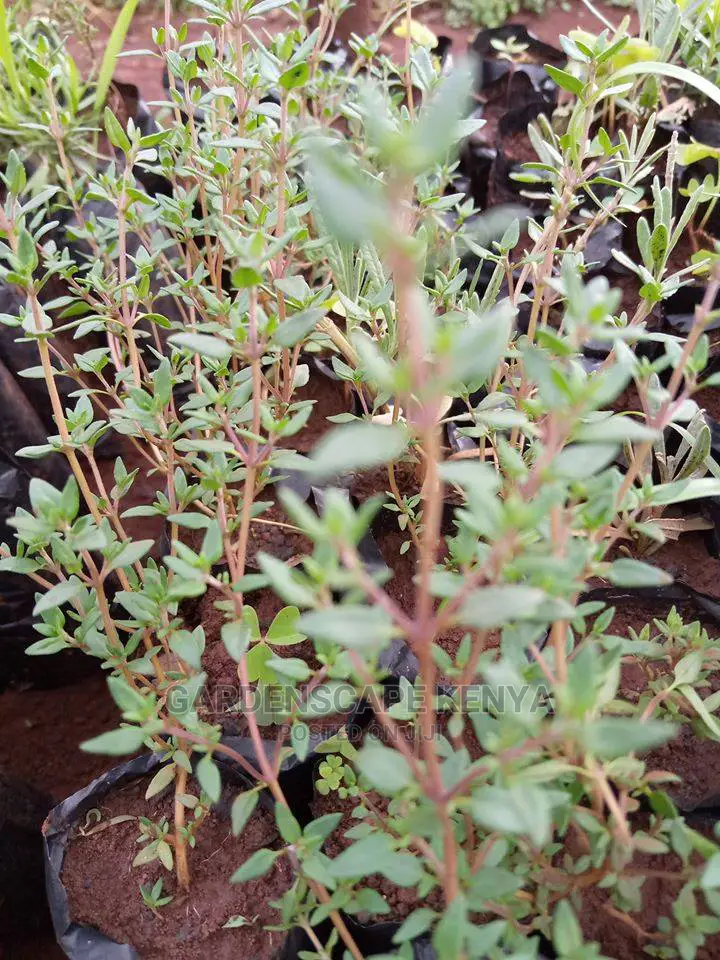 Herbs and Spices Seedlings
