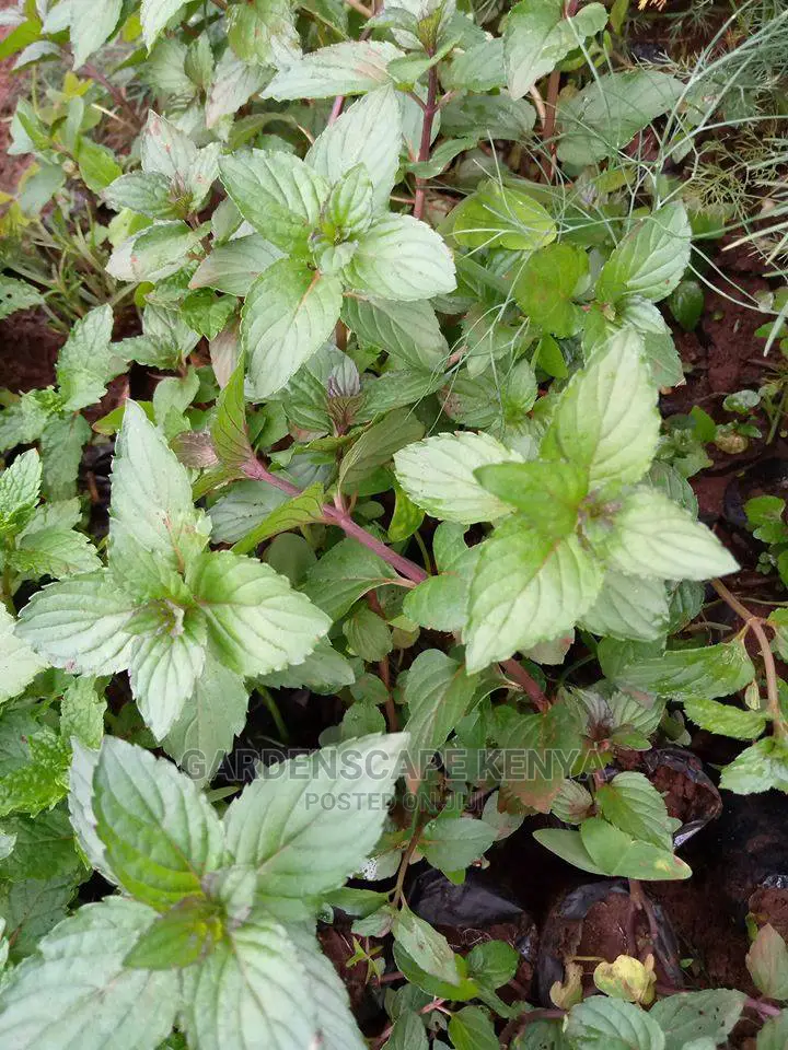 Herbs and Spices Seedlings