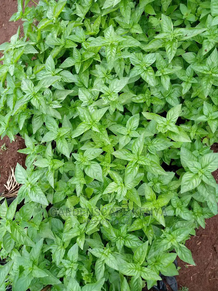 Herbs and Spices Seedlings