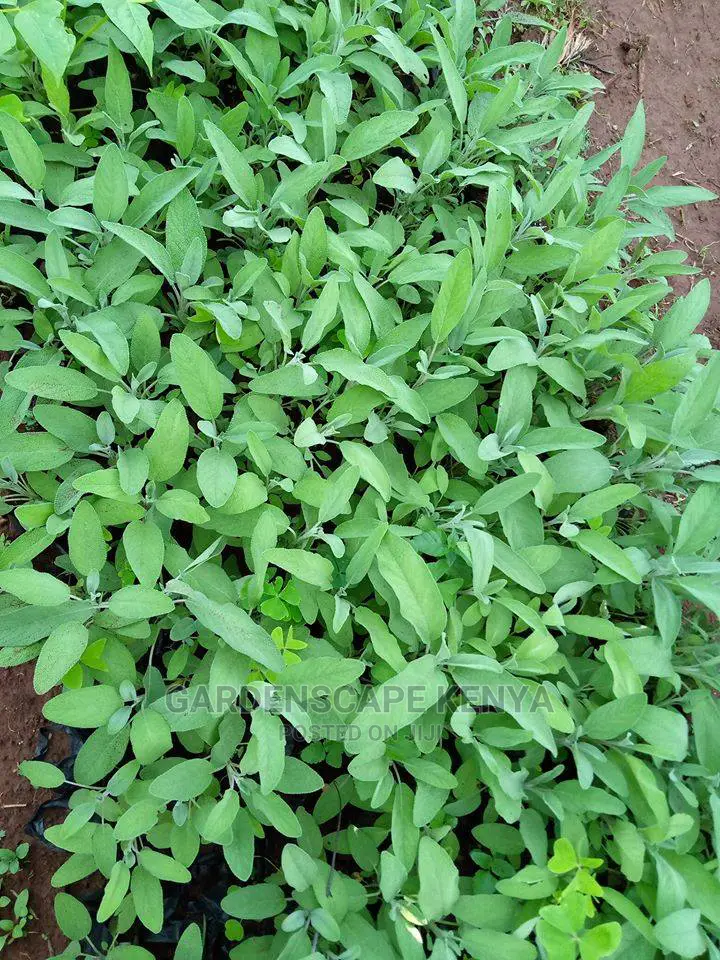 Herbs and Spices Seedlings