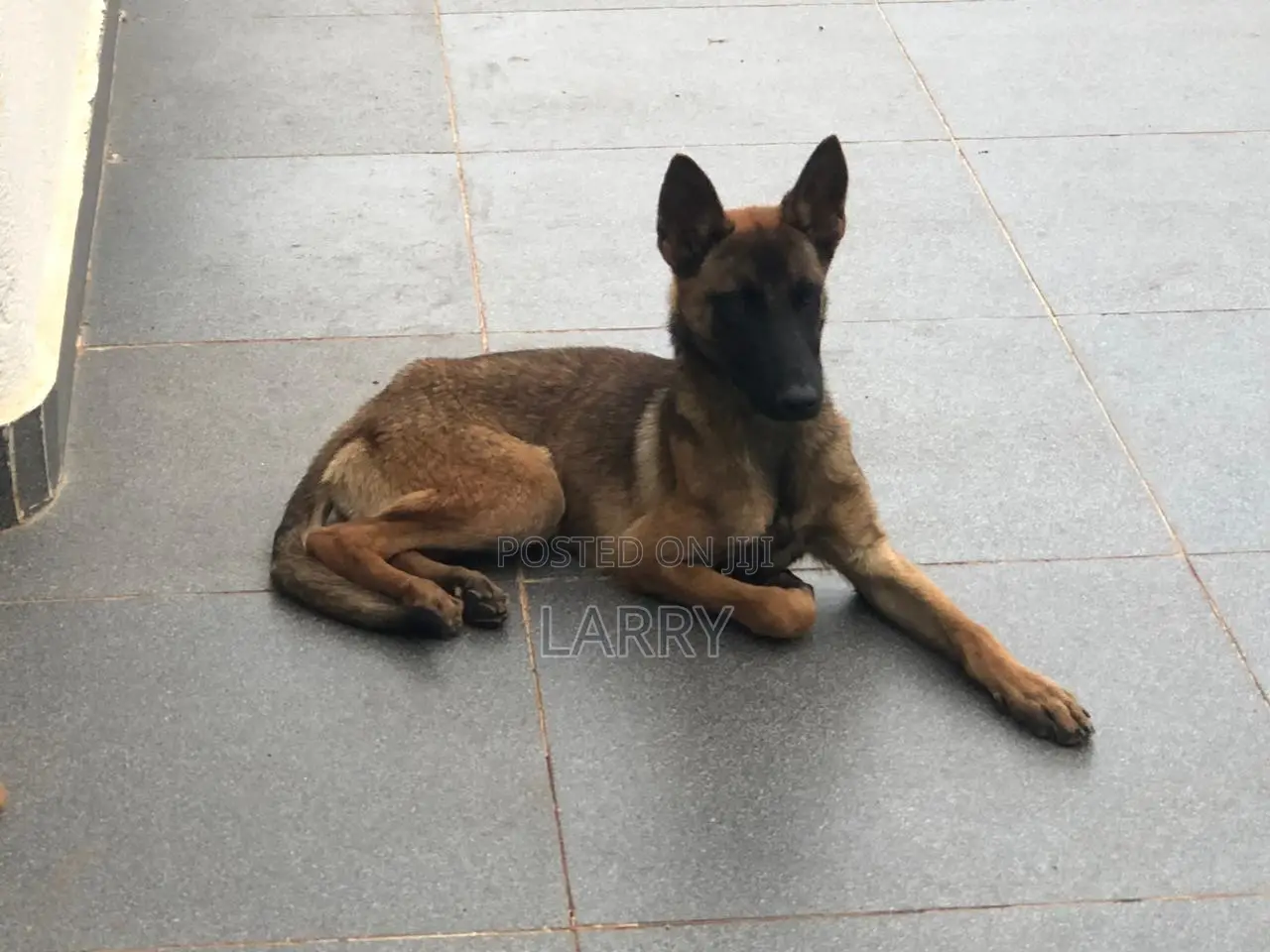 3-6 months Female Purebred Belgian Malinois