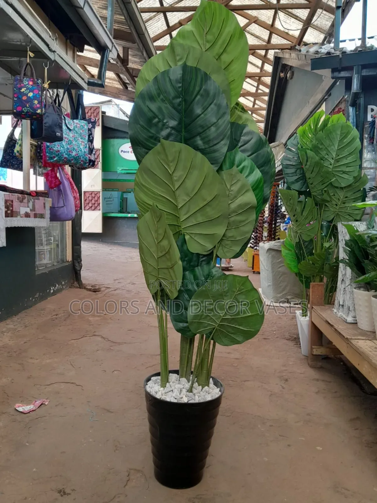 Big Green Plant for Outdoor Decor