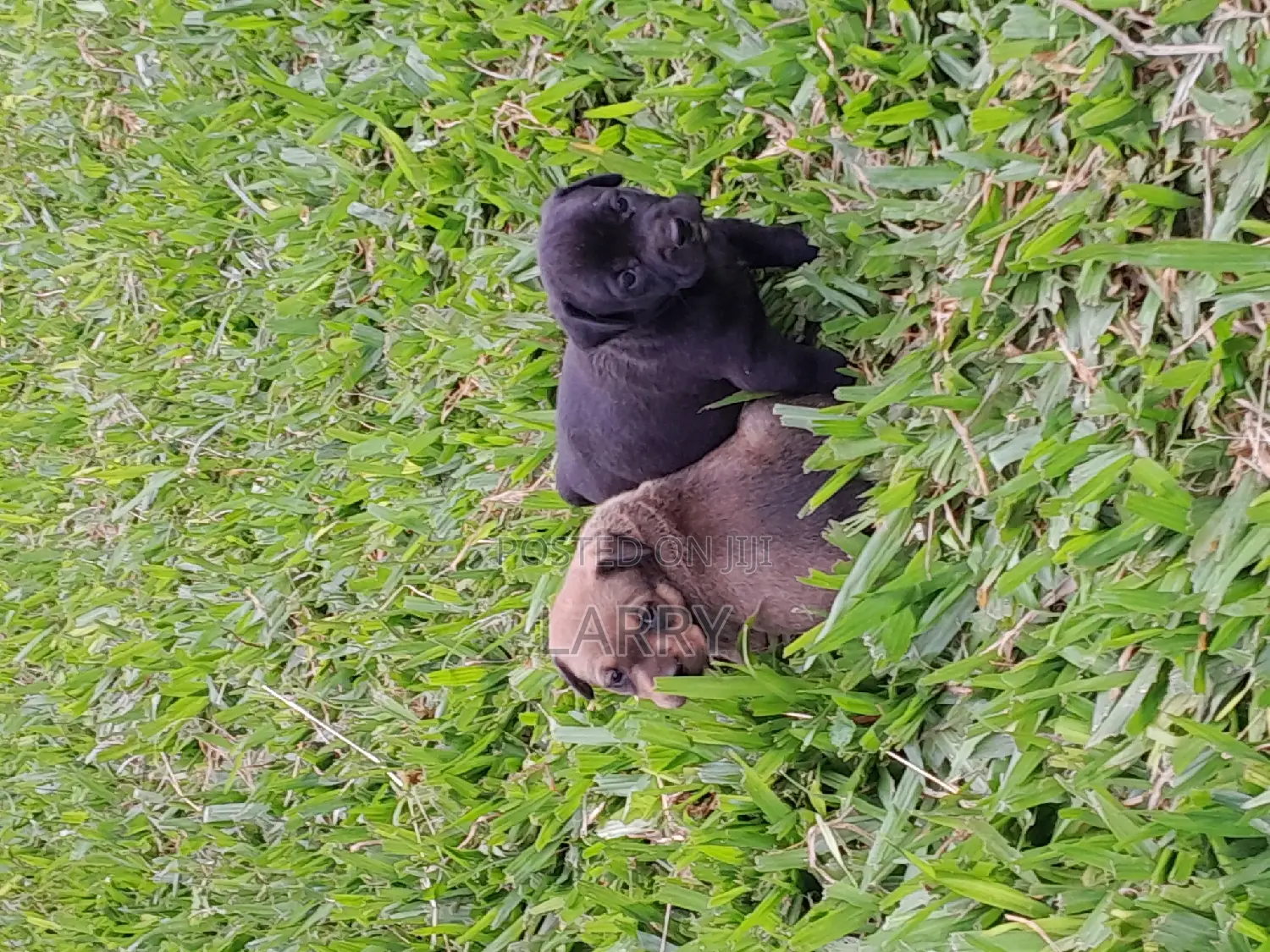 1-3 months Female Mixed Breed Boerboel