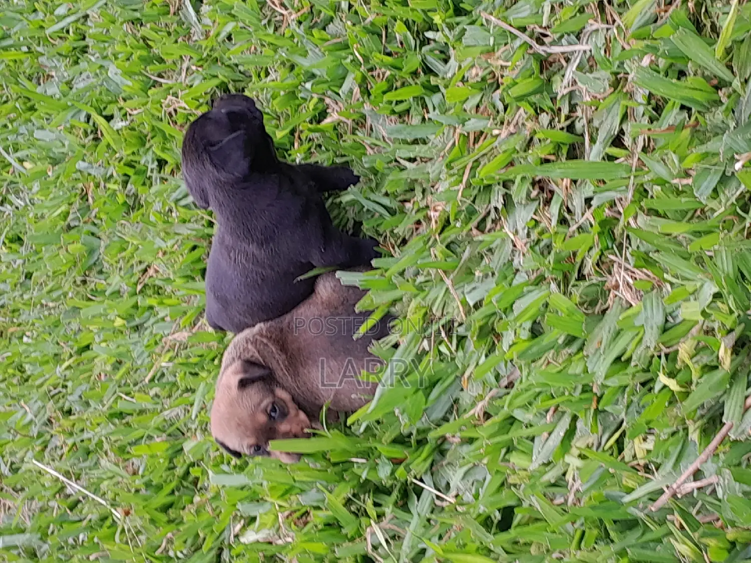 1-3 months Female Mixed Breed Boerboel