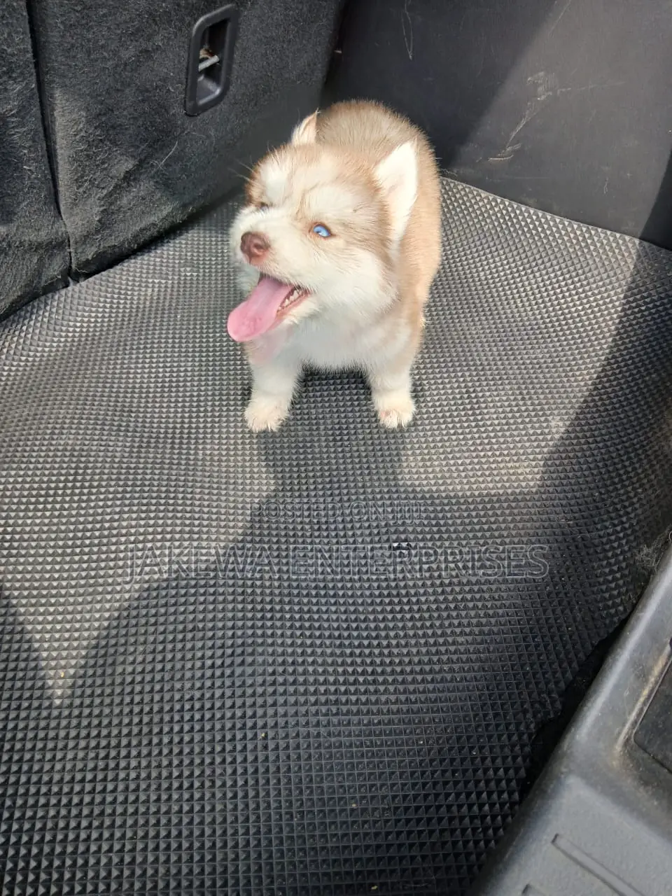 1-3 months Female Purebred Siberian Husky