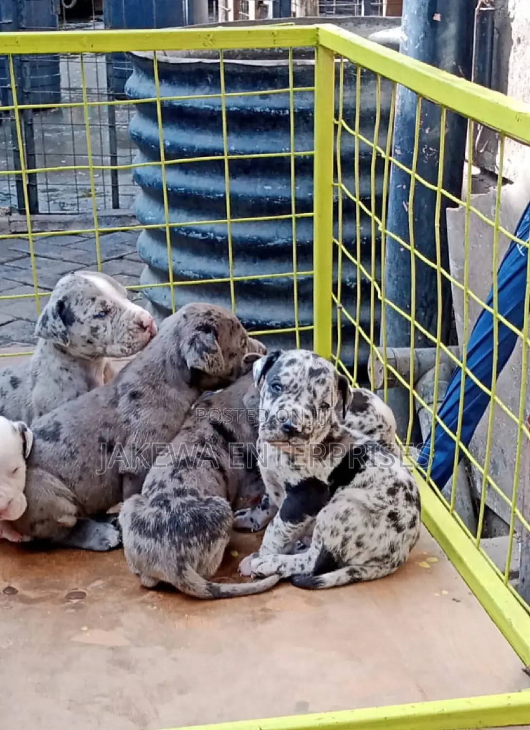 1-3 months Female Purebred Great Dane