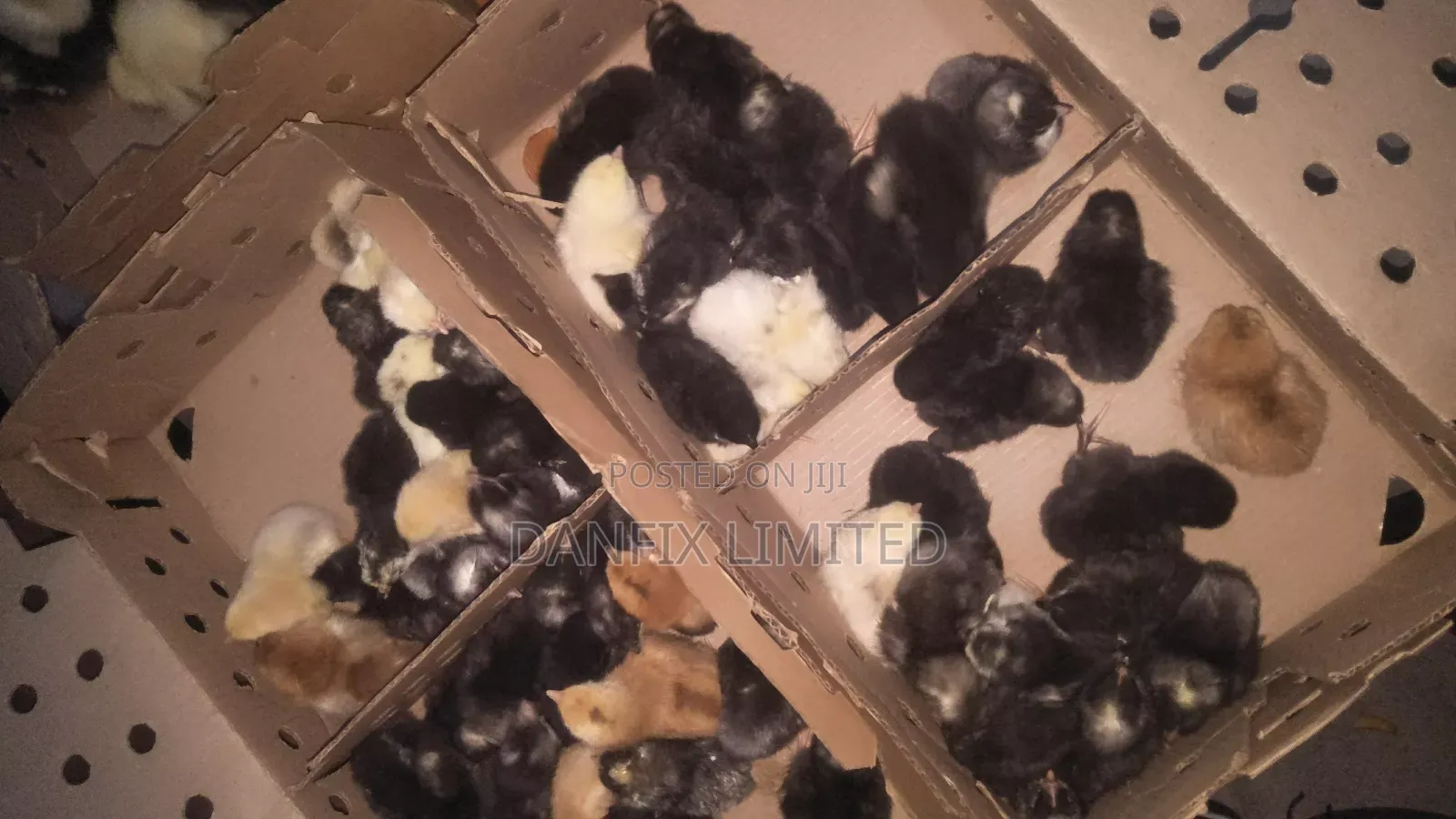 Improved Kienyeji Chicks on Sale!