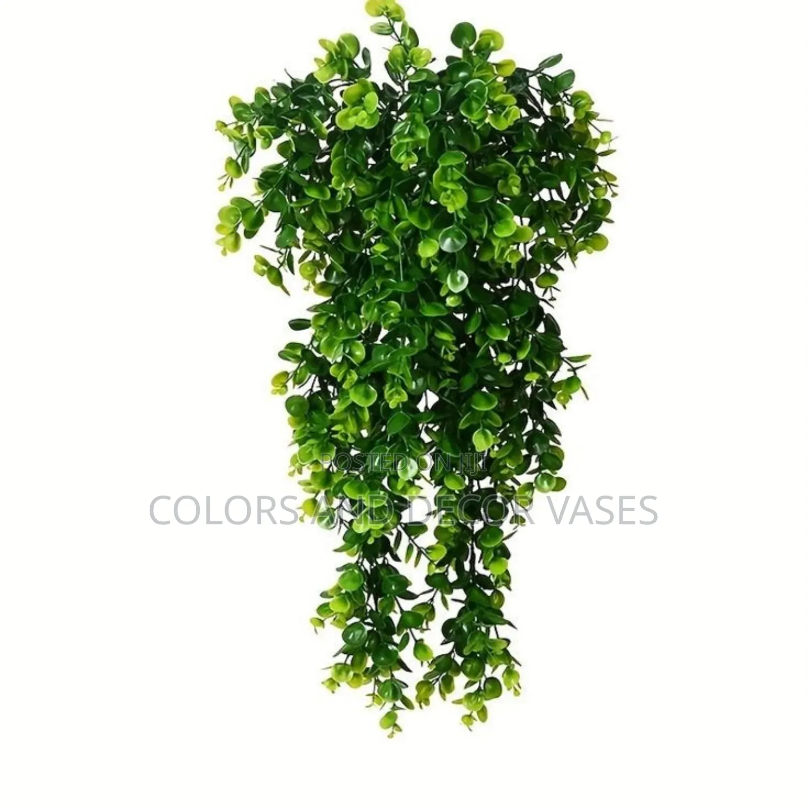 Hanging Vines Available