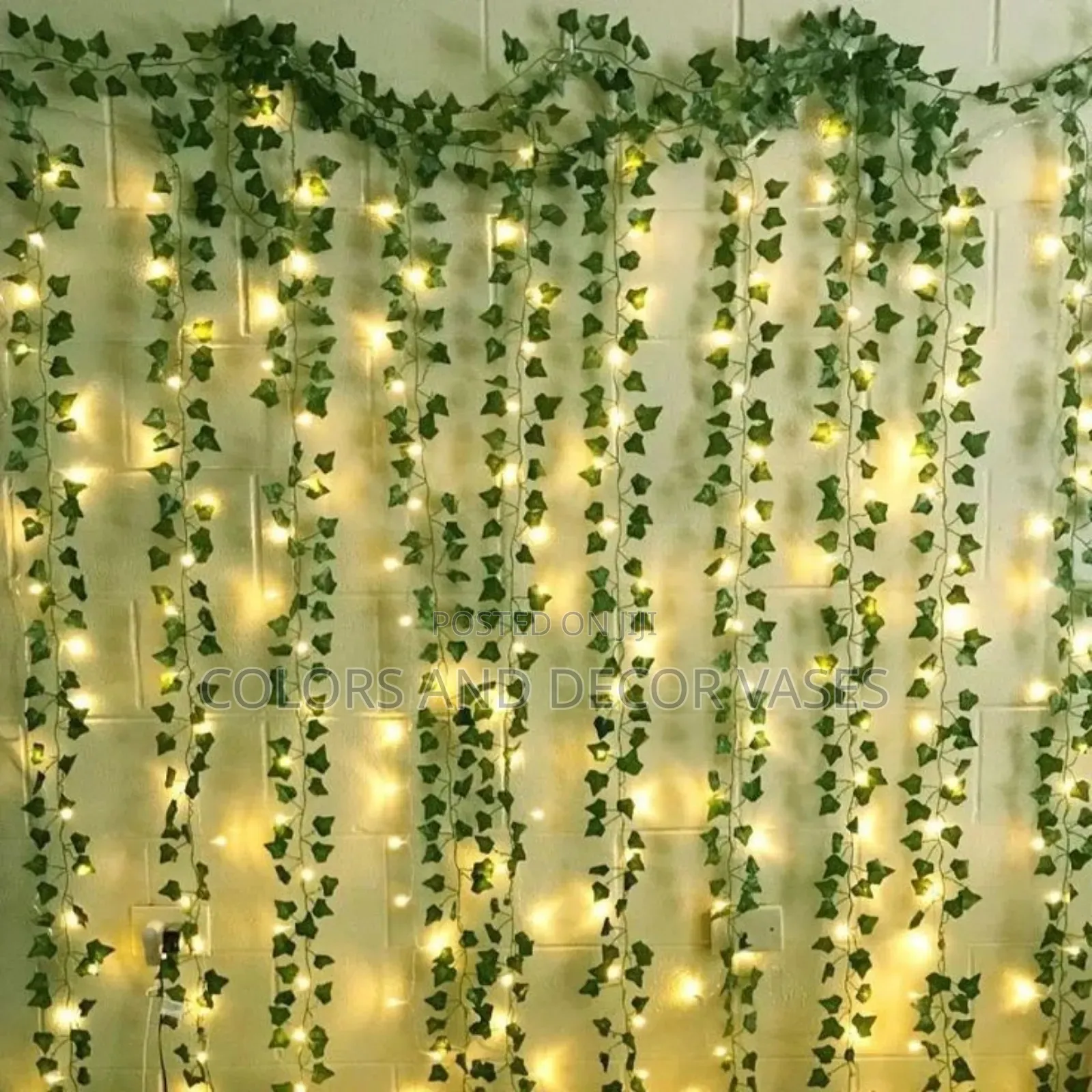 Climbers Money Plants Available