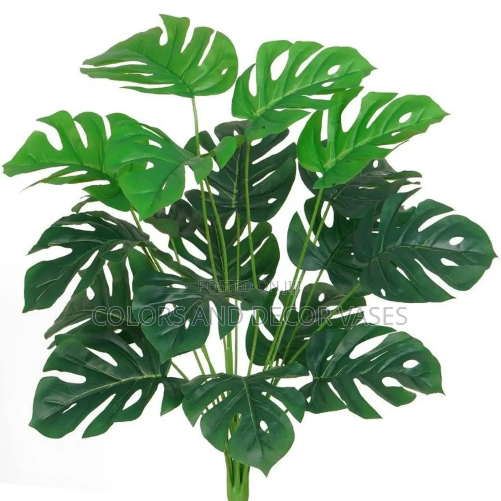 18 Leaves 70cm Monstera Plant in Stock