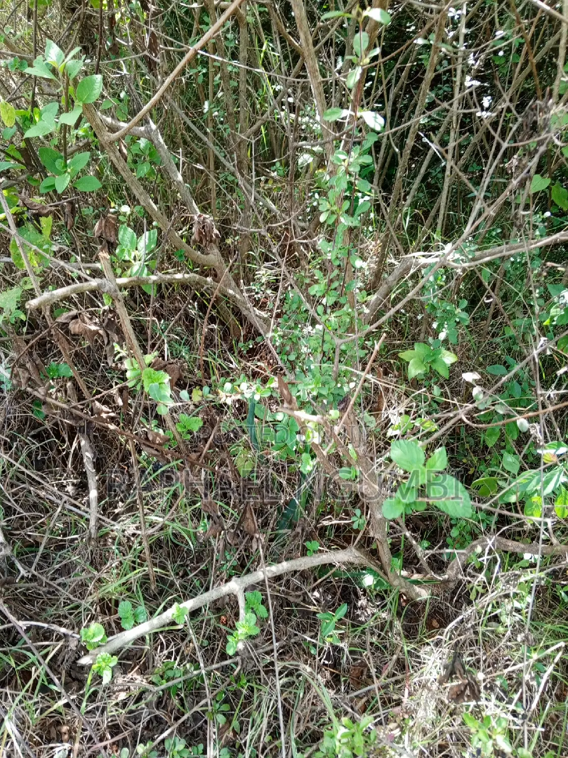 1 Acre at Kimutwa Machakos