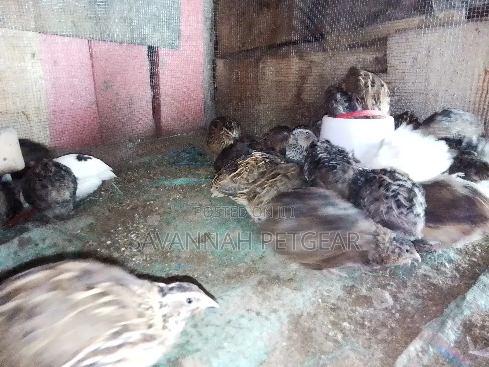 Tuxedo Variety (The BTA) – Coturnix Quail, Texas a M Quails