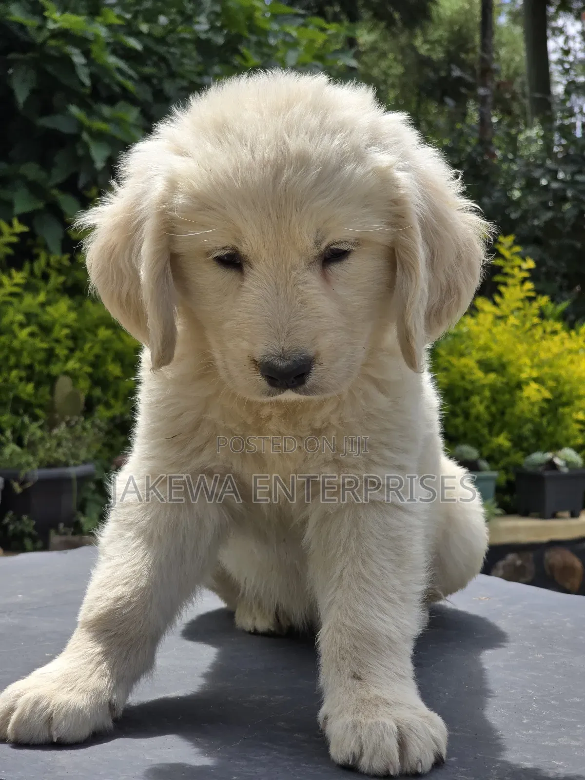 1-3 months Male Purebred Golden Retriever