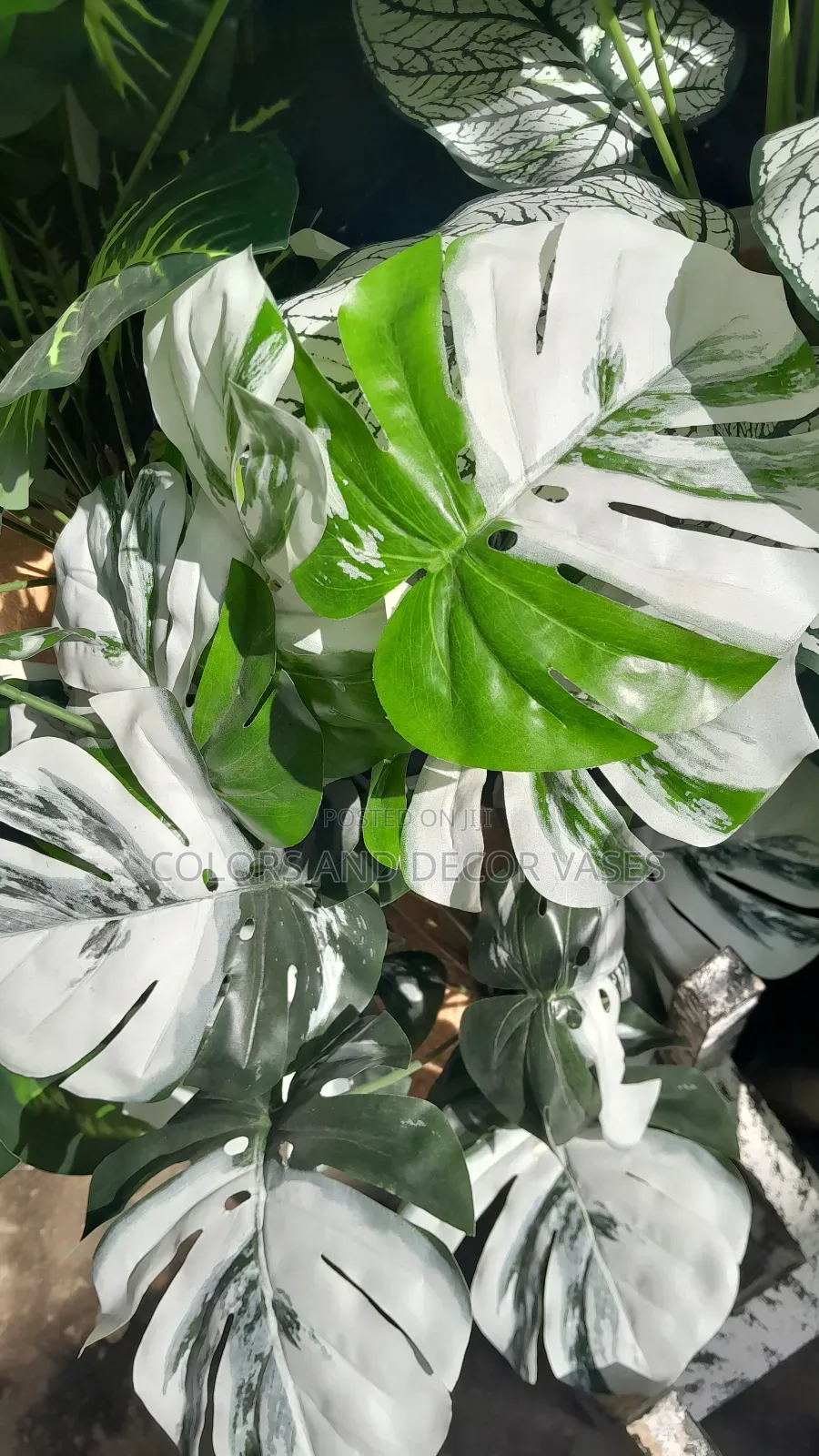 White Green Monstera