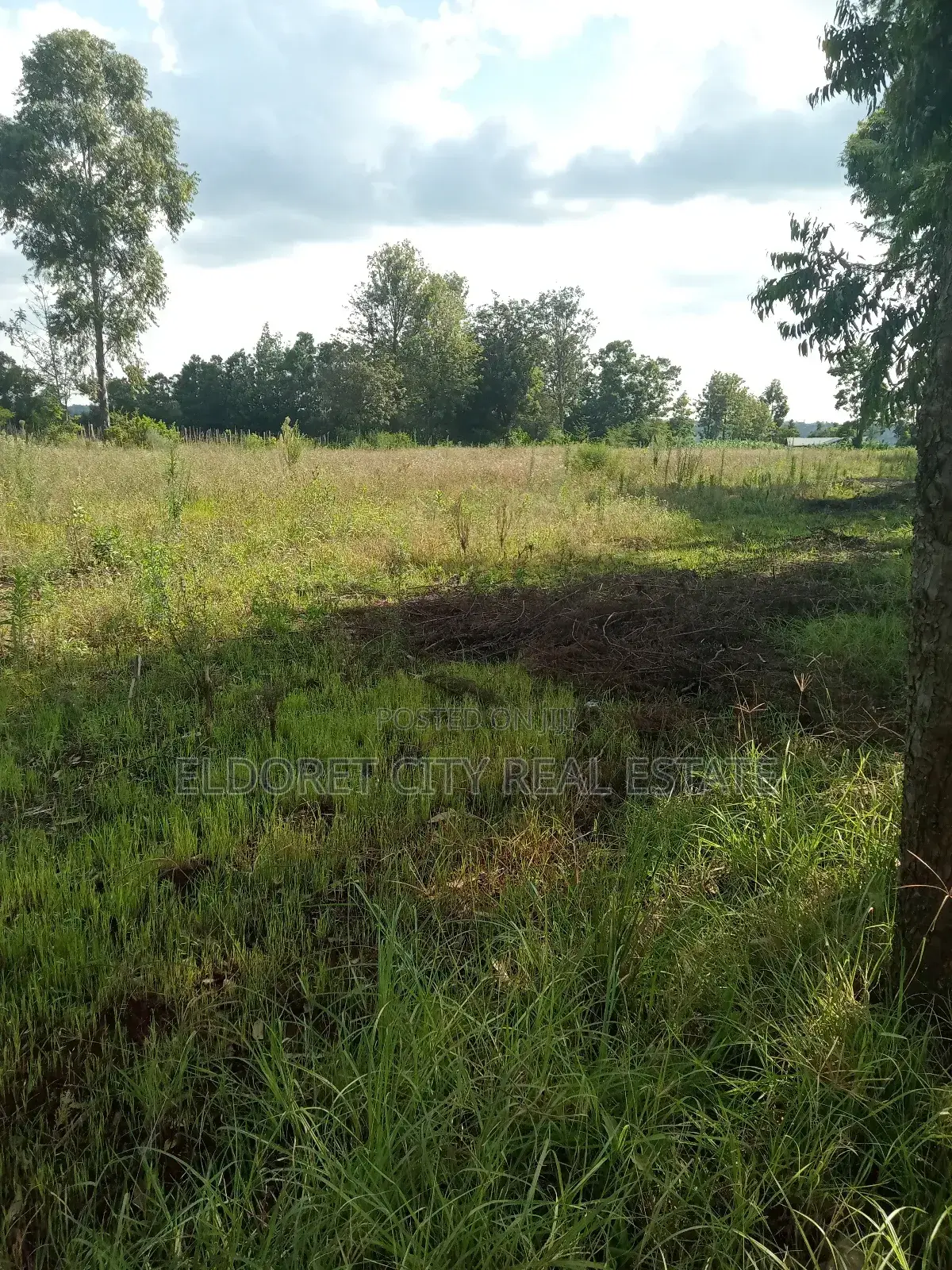 4 Acres on With Title on Sale Ray Farm