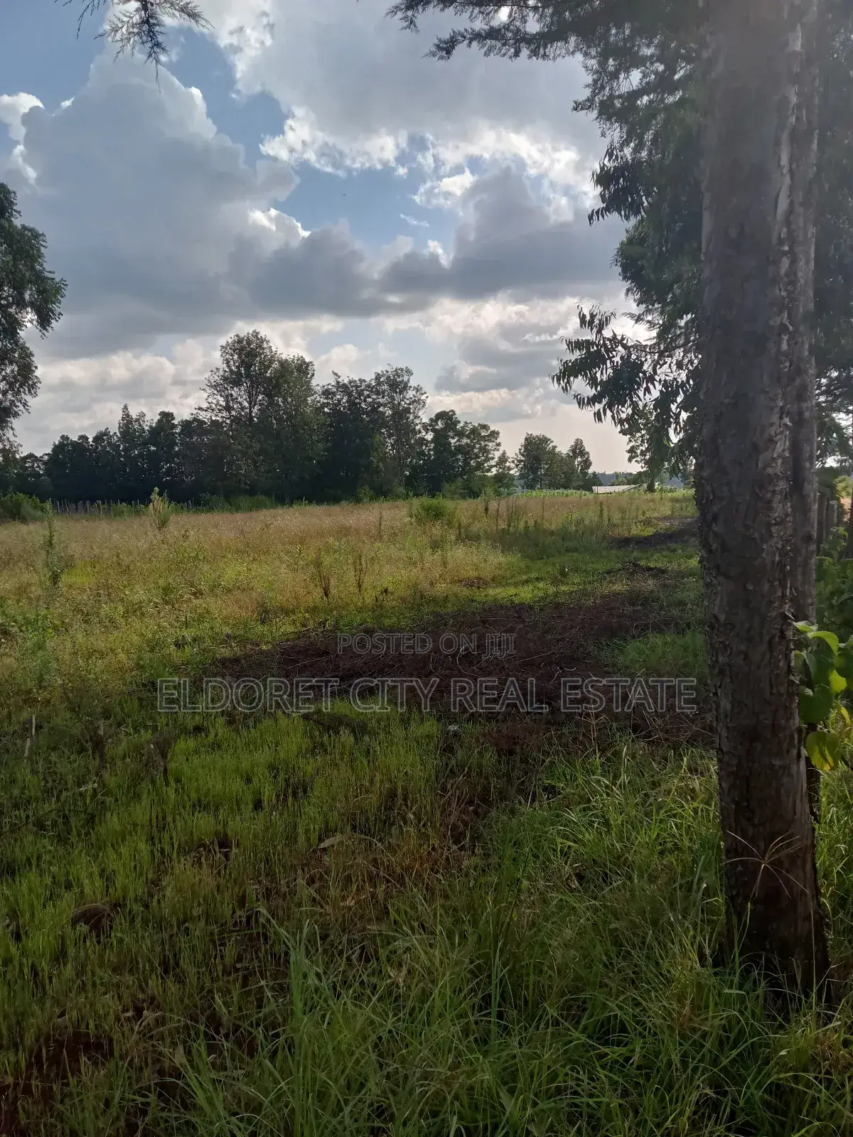 4 Acres on With Title on Sale Ray Farm