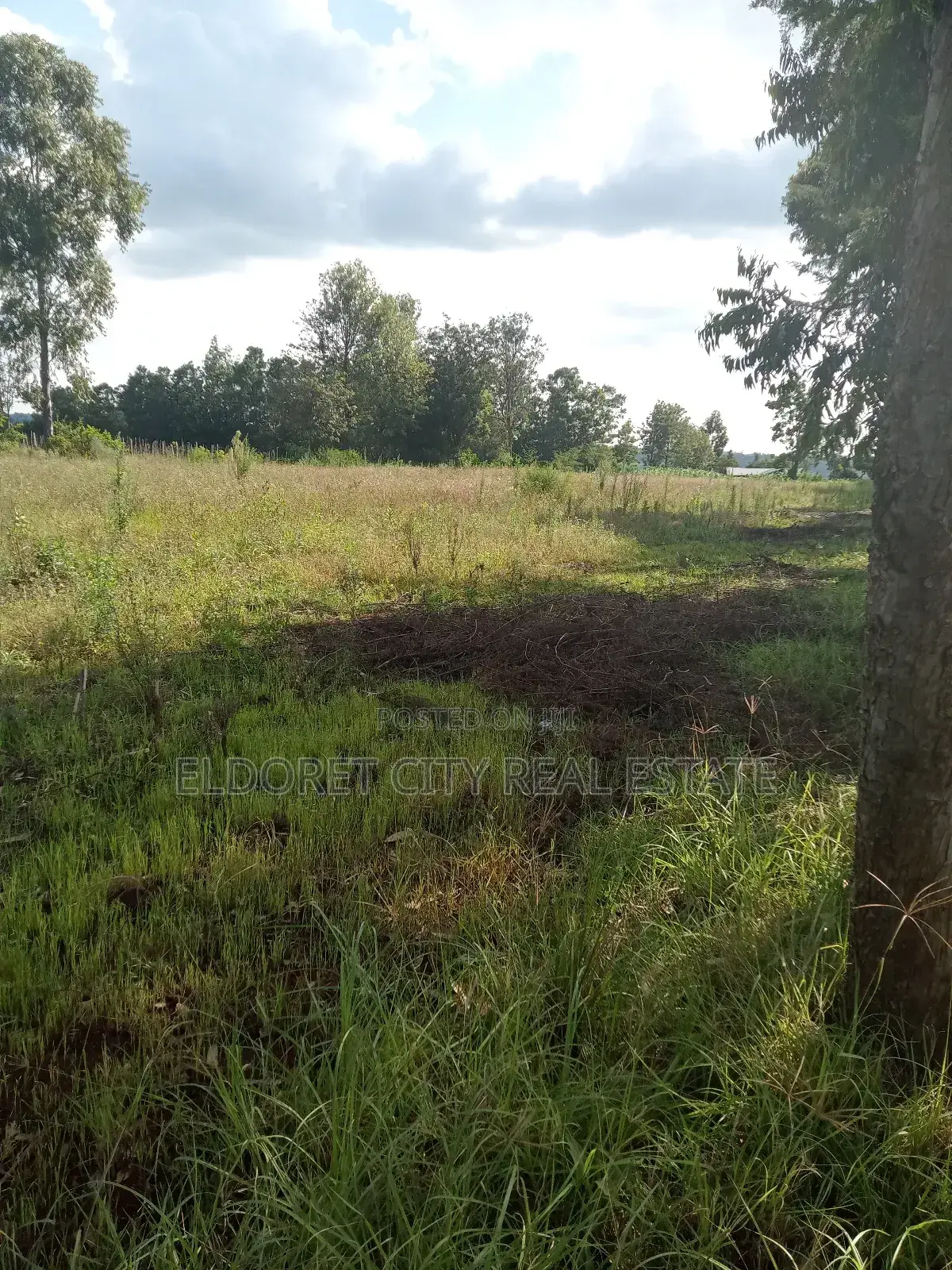 4 Acres on With Title on Sale Ray Farm