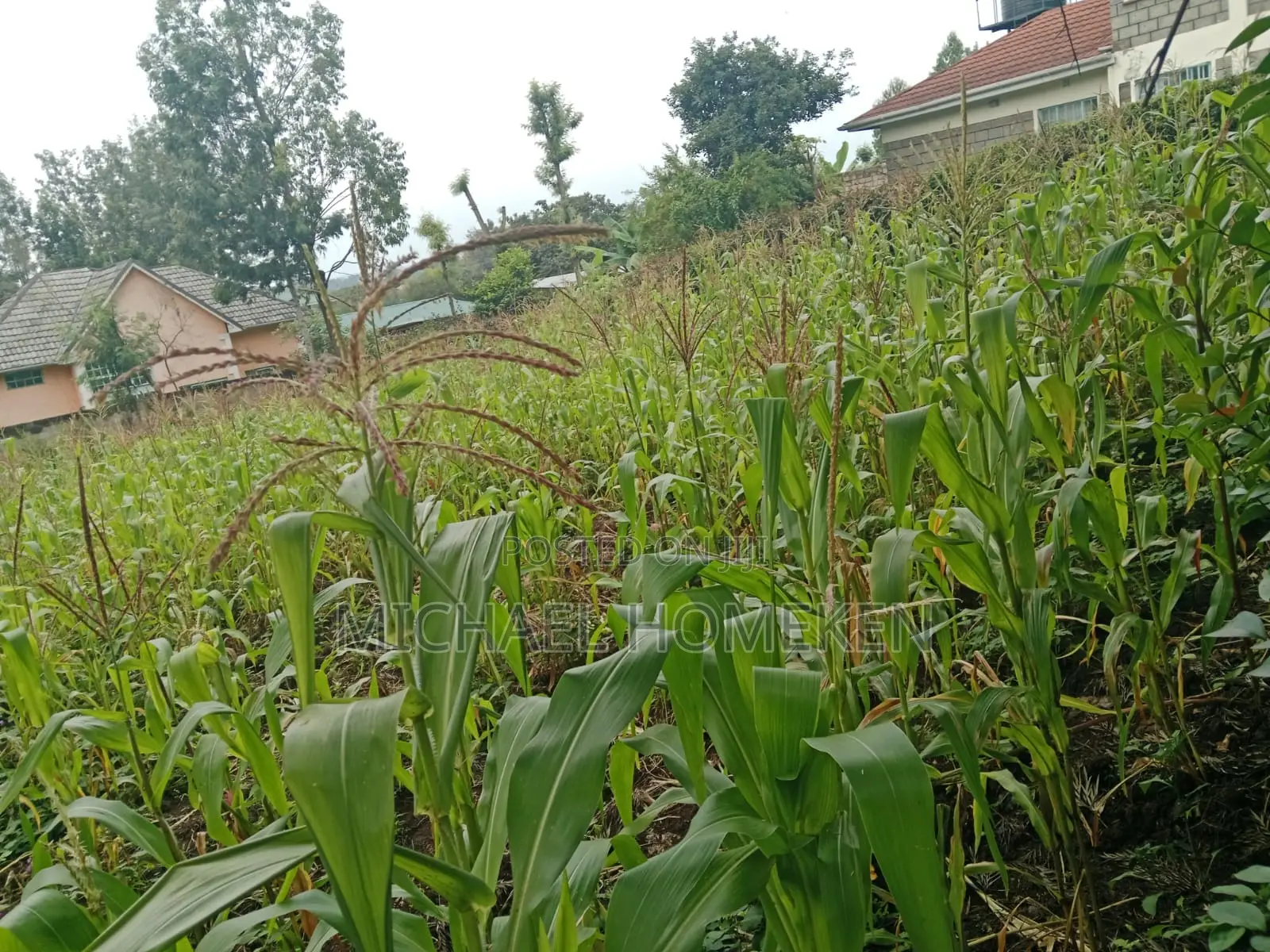 1/4 Acre for Sale in Ngong, Ololua