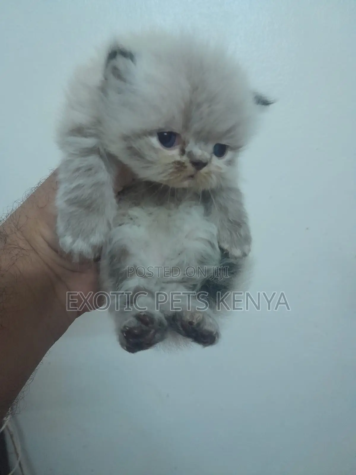 1-3 months Female Purebred Persian