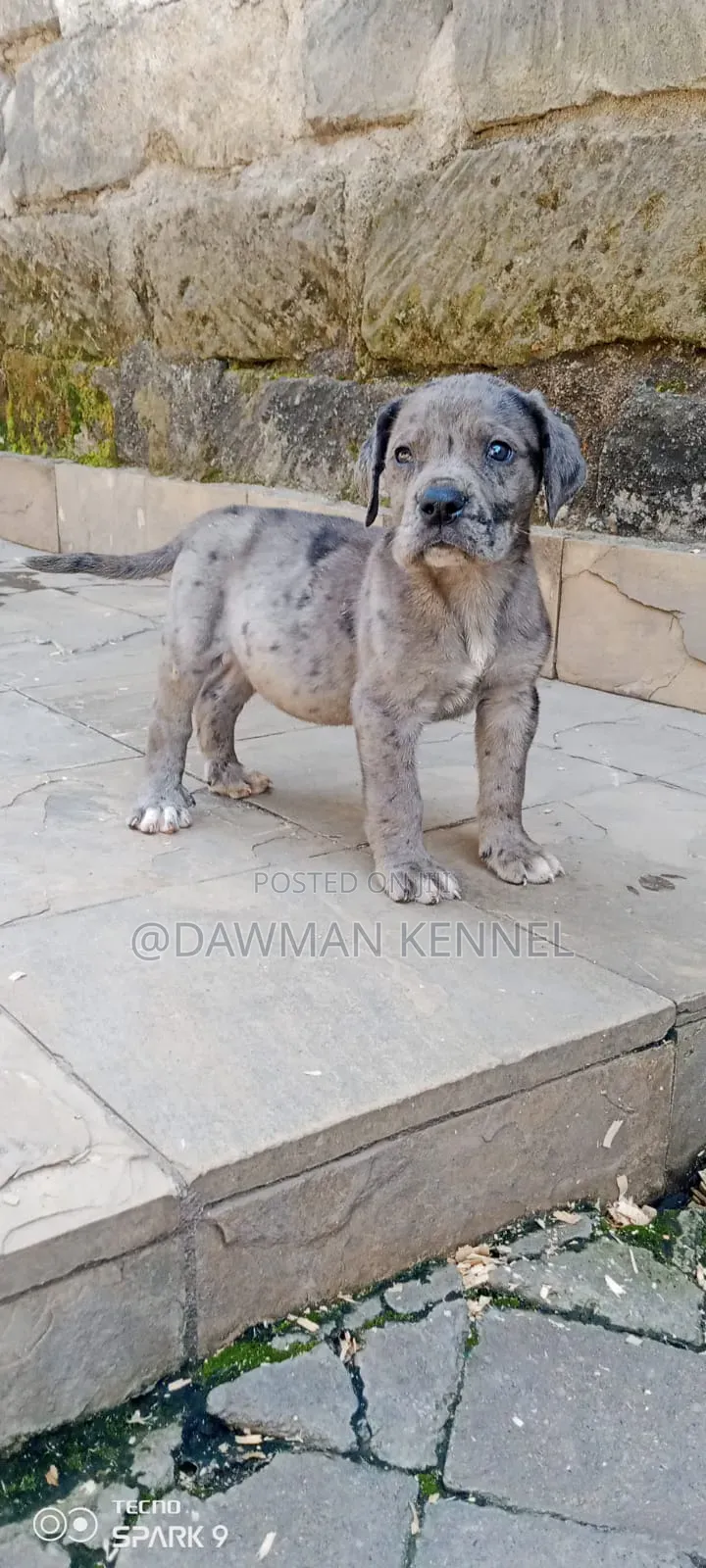 1-3 months Male Purebred Great Dane