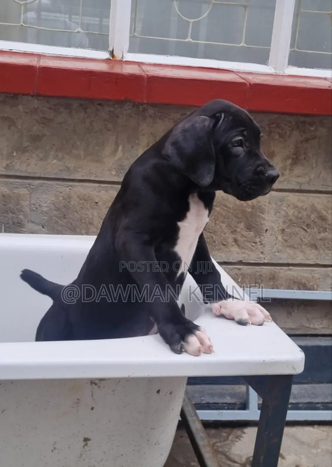 1-3 months Female Purebred Boerboel