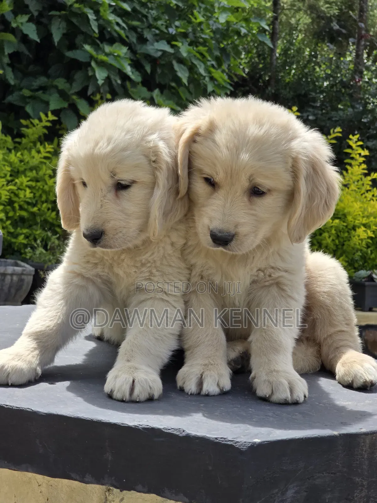 1-3 months Female Purebred Golden Retriever
