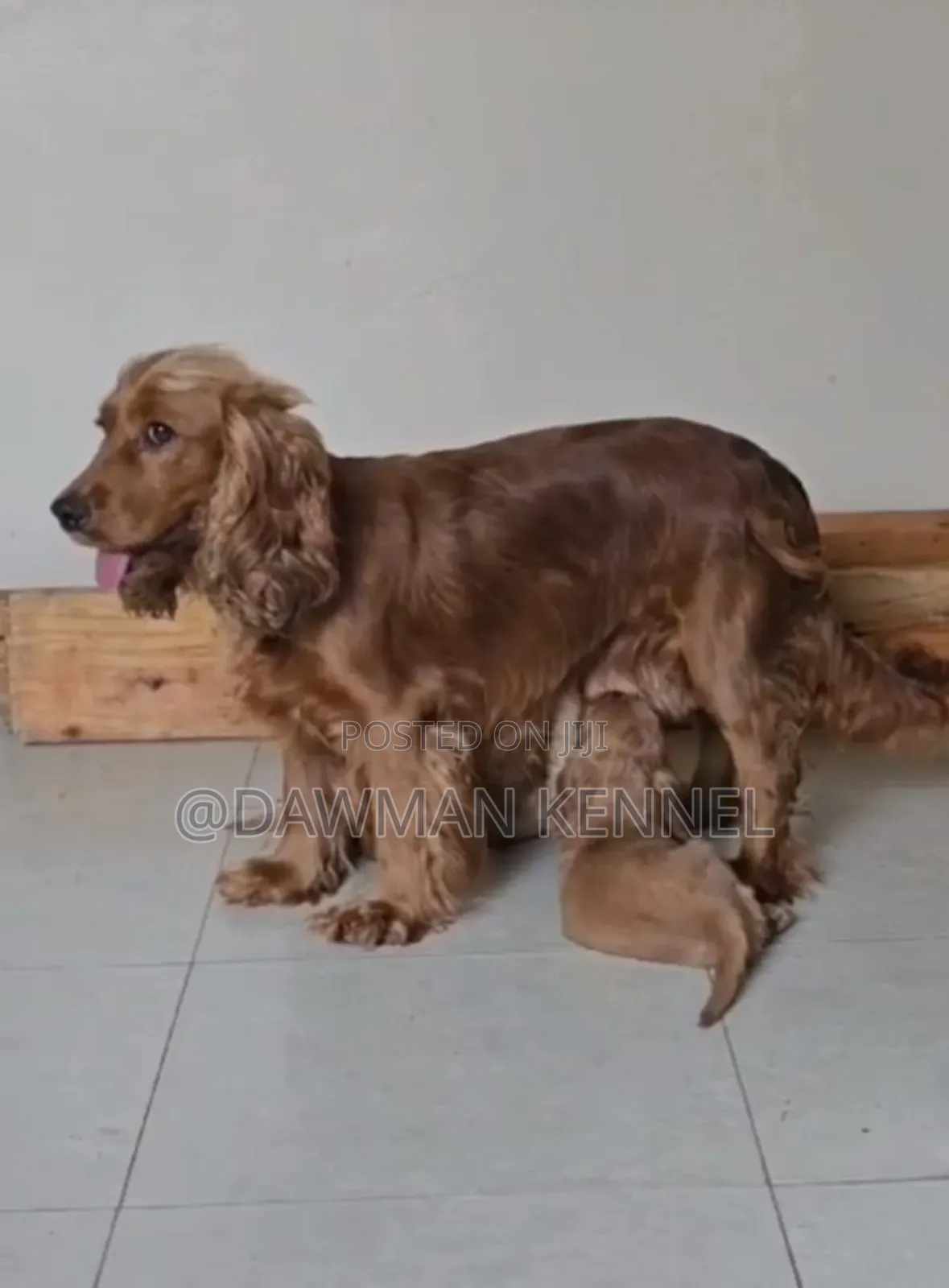 1-3 months Female Purebred Cocker Spaniel