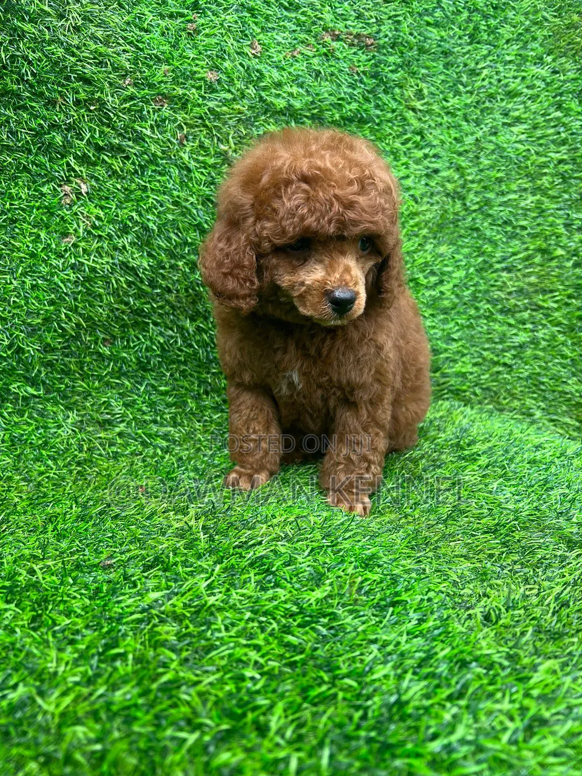 1-3 months Male Purebred Poodle