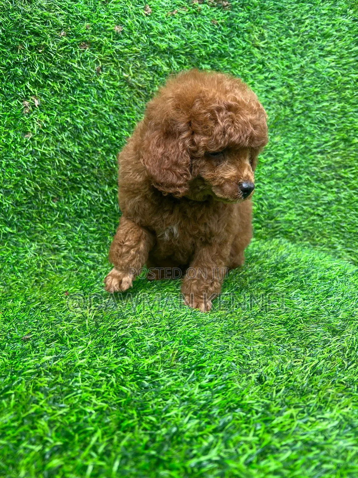 1-3 months Male Purebred Poodle