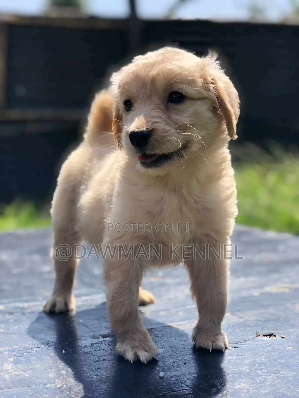 1-3 months Male Purebred Golden Retriever