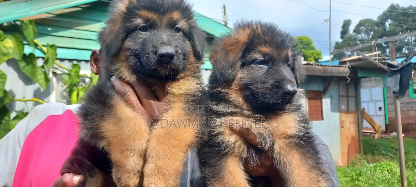 1-3 months Male Purebred German Shepherd