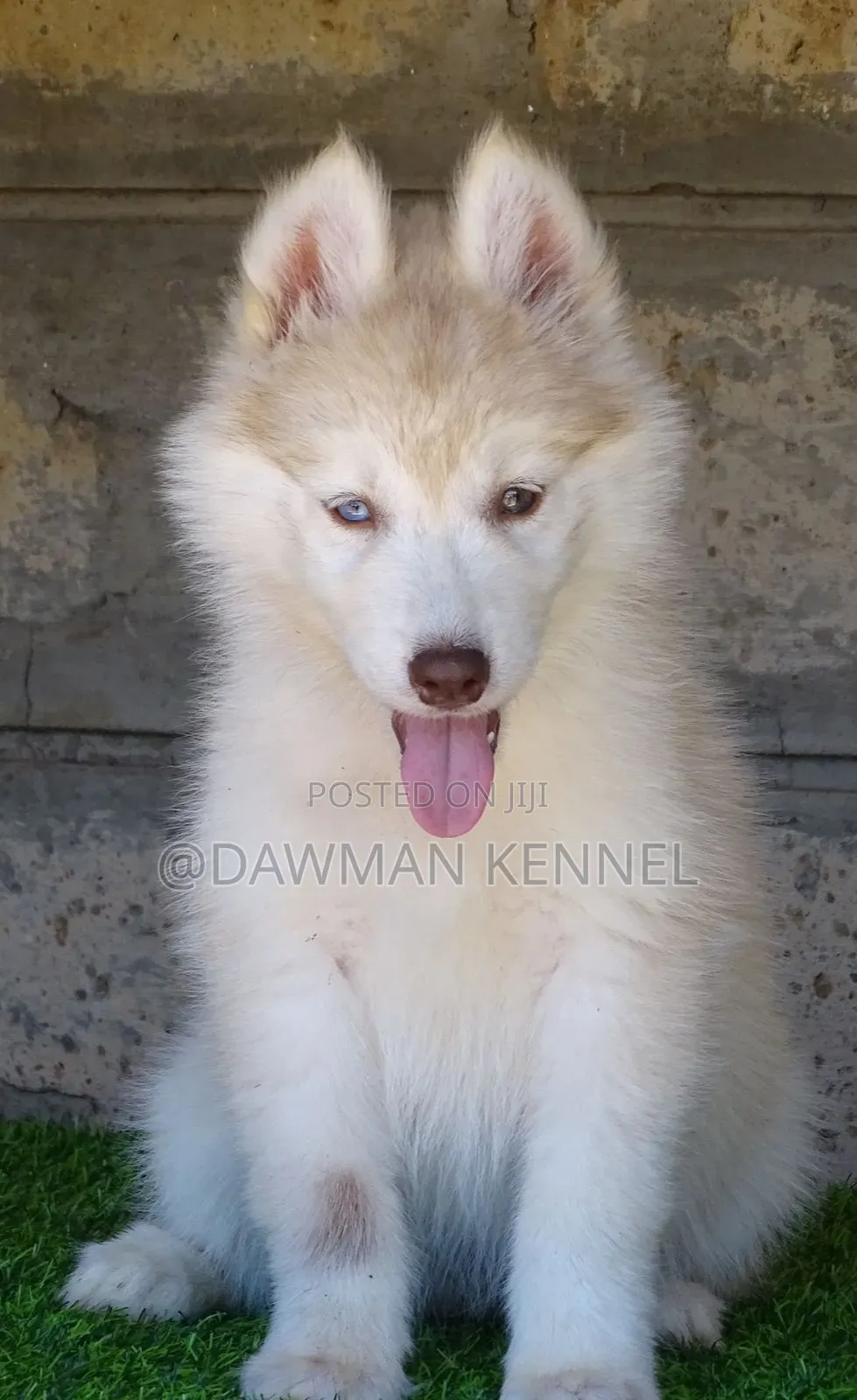 1-3 months Female Purebred Siberian Husky