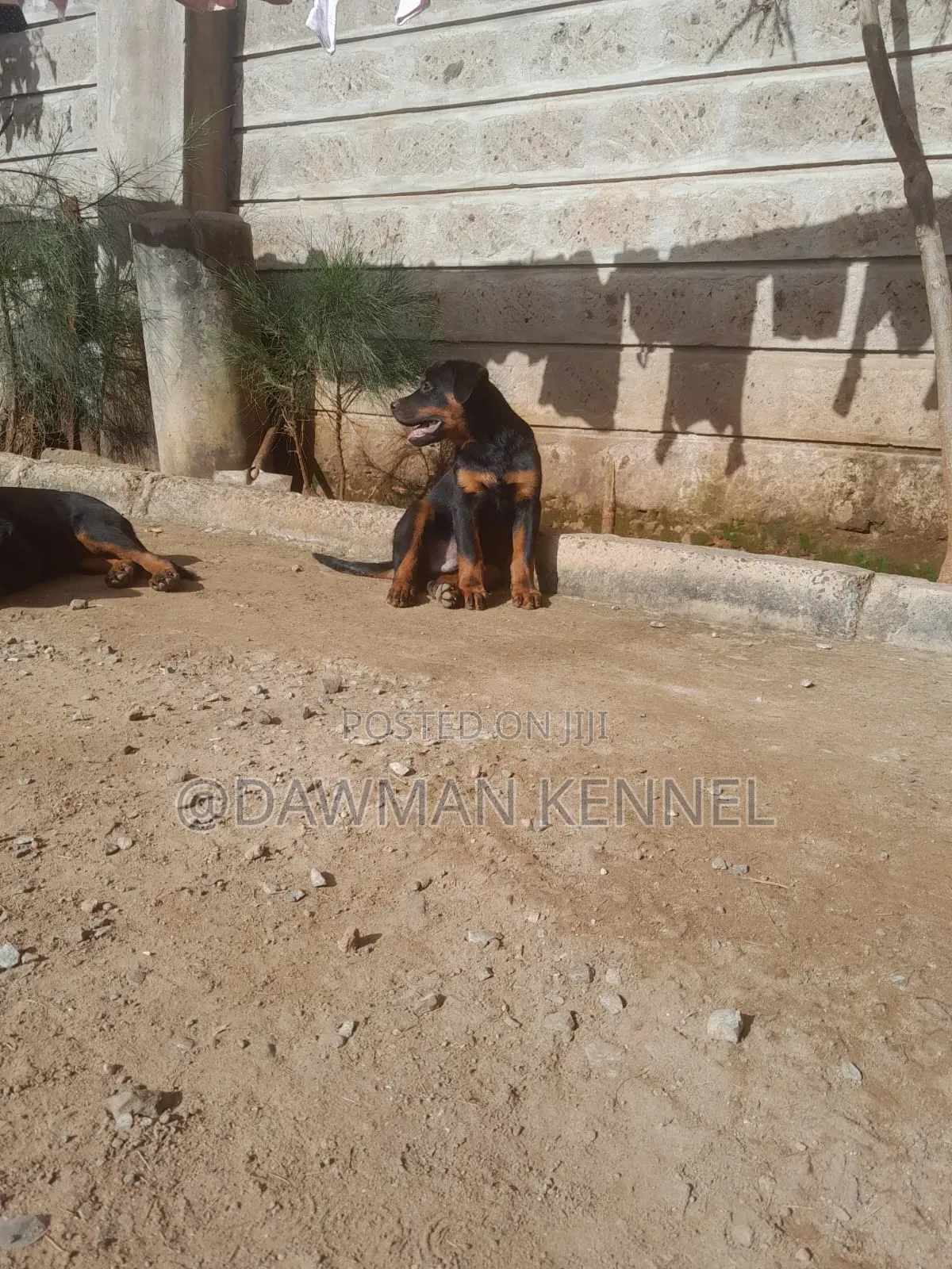 1-3 months Male Purebred Rottweiler